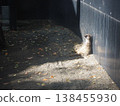 A meerkat basking in the sun while leaning against a wall in its exhibit at Ueno Zoo. 138455930
