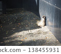 A meerkat basking in the sun while leaning against a wall in its exhibit at Ueno Zoo. 138455931