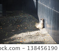 Three meerkats basking in the sun while leaning against a wall in their exhibit at Ueno Zoo. 138456190