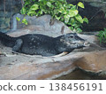 A dwarf caiman perched on a rock in the amphibian and reptile house at Ueno Zoo. 138456191