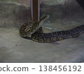 A Burmese python stands with its head raised in the amphibian and reptile house at Ueno Zoo. 138456192