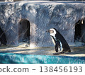 Cape penguins standing by the poolside in the enclosure at Ueno Zoo. 138456193