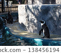 A Cape penguin standing on the edge of the pool in the enclosure at Ueno Zoo. 138456194