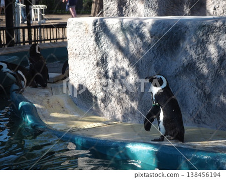 一隻南非企鵝站在上野動物園圍欄的水池邊。 一隻南非企鵝站在上野動物園圍欄的水池邊。 138456194