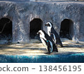 Two Cape penguins standing side-by-side by the poolside in the enclosure at Ueno Zoo. 138456195