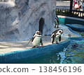 A Cape penguin stands on the edge of the pool in the enclosure at Ueno Zoo, gazing at the water's surface. 138456196