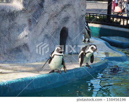 A Cape penguin stands on the edge of the pool in the enclosure at Ueno Zoo, gazing at the water's surface. A Cape penguin stands on the edge of the pool in the enclosure at Ueno Zoo, gazing at the water's surface. 138456196