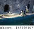 A Cape penguin at Ueno Zoo stands on the edge of the pool in its enclosure, posing as if about to dive in. 138456197