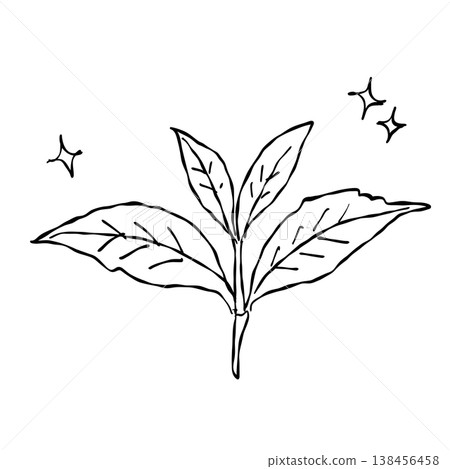 Fresh tea leaves branch botanical tea plant herbal ingredient nature leaf line art clipart 138456458