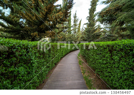Wooden path between manicured hedges in an urban park 138456497