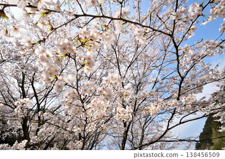 佐賀縣橫武水壩周圍的櫻花。 138456509