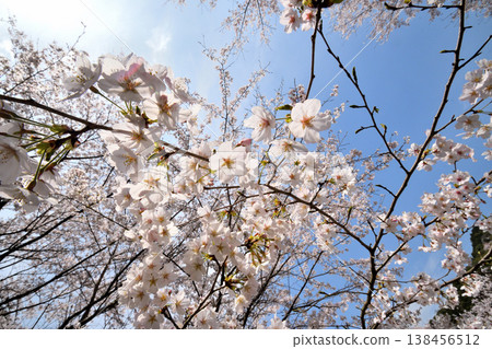 佐賀縣橫武水壩周圍的櫻花。 佐賀縣橫武水壩周圍的櫻花。 138456512