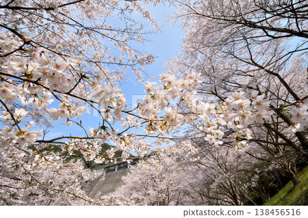 Cherry blossoms around Yokotake Dam in Saga Prefecture. 138456516