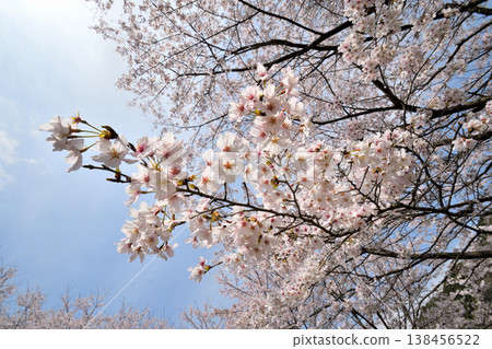 Cherry blossoms around Yokotake Dam in Saga Prefecture. 138456522