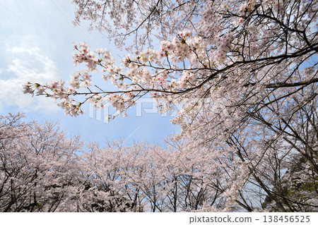 佐賀縣橫武水壩周圍的櫻花。 138456525