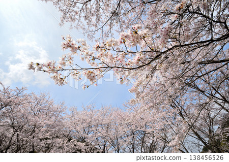 佐賀縣橫武水壩周圍的櫻花。 138456526