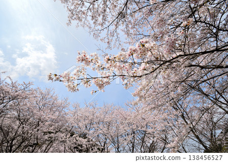 佐賀縣橫武水壩周圍的櫻花。 138456527