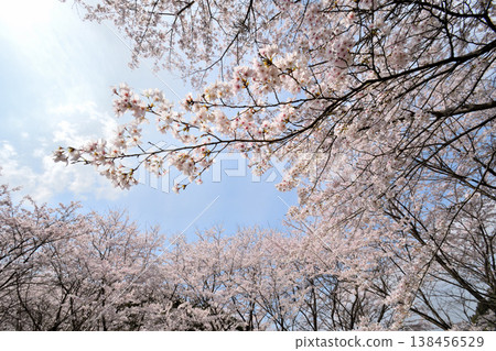 Cherry blossoms around Yokotake Dam in Saga Prefecture. Cherry blossoms around Yokotake Dam in Saga Prefecture. 138456529