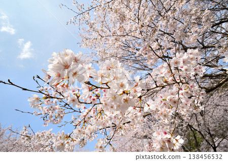 Cherry blossoms around Yokotake Dam in Saga Prefecture. Cherry blossoms around Yokotake Dam in Saga Prefecture. 138456532