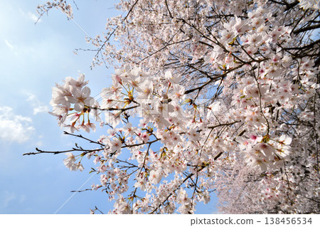 Cherry blossoms around Yokotake Dam in Saga Prefecture. Cherry blossoms around Yokotake Dam in Saga Prefecture. 138456534