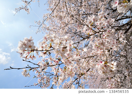 佐賀縣橫武水壩周圍的櫻花。 138456535