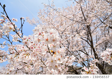 Cherry blossoms around Yokotake Dam in Saga Prefecture. Cherry blossoms around Yokotake Dam in Saga Prefecture. 138456537