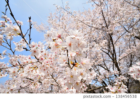 Cherry blossoms around Yokotake Dam in Saga Prefecture. Cherry blossoms around Yokotake Dam in Saga Prefecture. 138456538