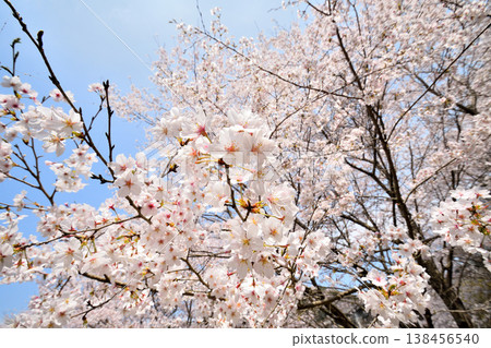 佐賀縣橫武水壩周圍的櫻花。 138456540