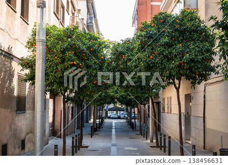 Orange trees lining narrow street with residential buildings in Barcelona Spain mediterranean urban landscape 138456631