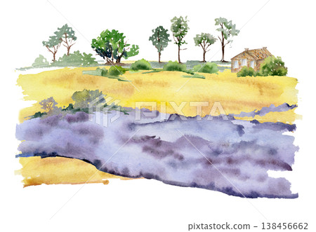 Lavender plantation with soft golden fields, distant cottage and tree rows scenery. Isolated illustration hand drawn in watercolor. Farm tourism visuals, travel editorials, Provence themed graphics. 138456662