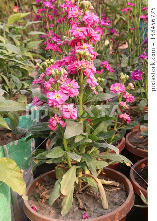 Matthiola flower plant on bag in farm for harvest 138456775