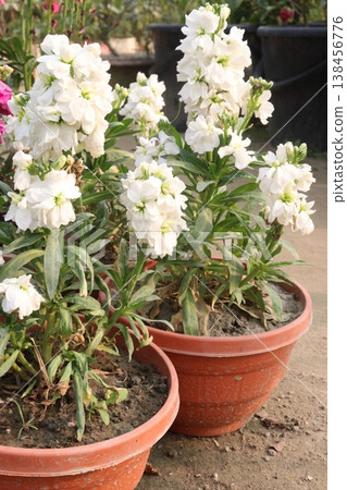 Matthiola flower plant on bag in farm for harvest Matthiola flower plant on bag in farm for harvest 138456776