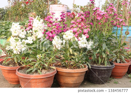 Matthiola flower plant on bag in farm for harvest Matthiola flower plant on bag in farm for harvest 138456777