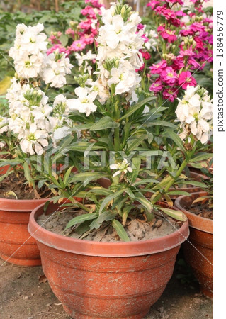 Matthiola flower plant on bag in farm for harvest 138456779