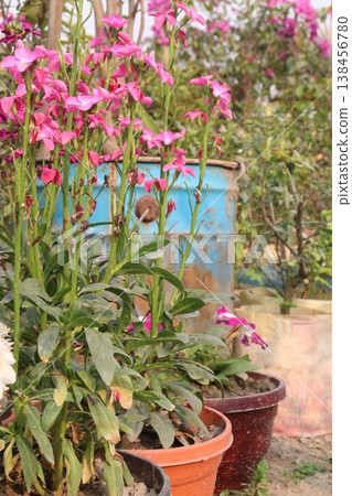Matthiola flower plant on bag in farm for harvest 138456780