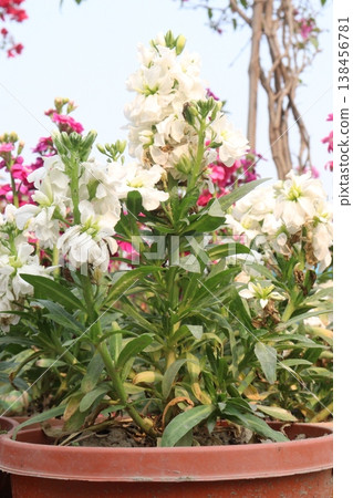 Matthiola flower plant on bag in farm for harvest Matthiola flower plant on bag in farm for harvest 138456781