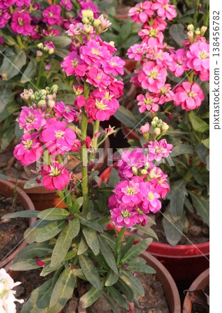 Matthiola flower plant on bag in farm for harvest 138456782