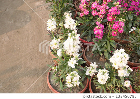 Matthiola flower plant on bag in farm for harvest 138456783