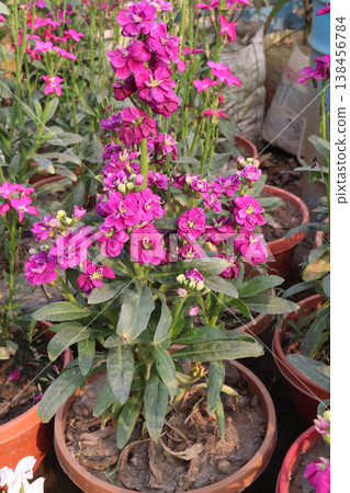 Matthiola flower plant on bag in farm for harvest Matthiola flower plant on bag in farm for harvest 138456784