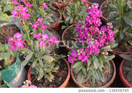 Matthiola flower plant on bag in farm for harvest Matthiola flower plant on bag in farm for harvest 138456785