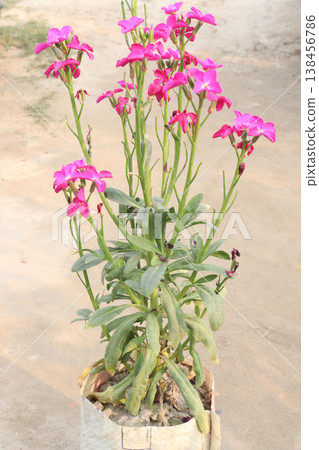 Matthiola flower plant on bag in farm for harvest 138456786