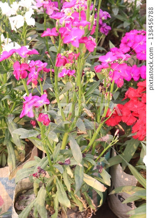 Matthiola flower plant on bag in farm for harvest 138456788
