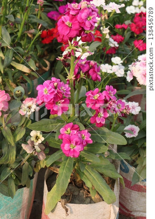 Matthiola flower plant on bag in farm for harvest Matthiola flower plant on bag in farm for harvest 138456789