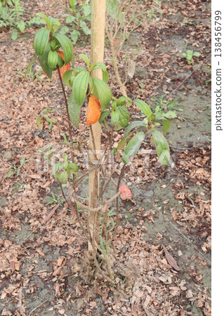 Melastoma malabathricum flower plant on nursery 138456799
