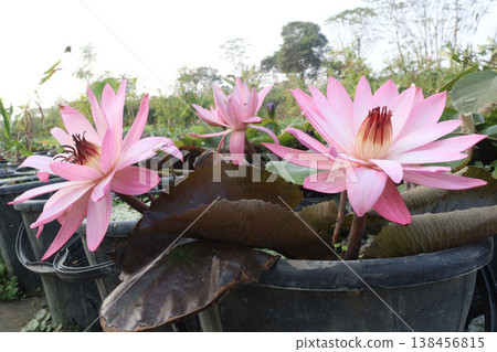 Nymphaea pubescens flower plant on pot 138456815