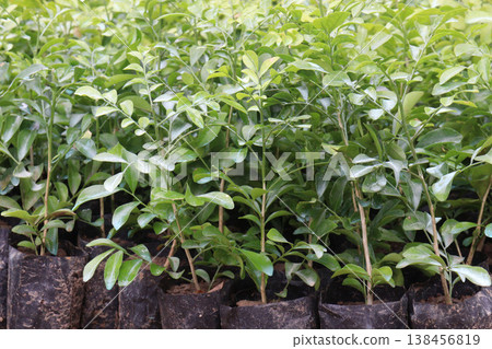 orange jasmine, Murraya paniculata, china box, cosmetic barktree, mock orange flower plant orange jasmine, Murraya paniculata, china box, cosmetic barktree, mock orange flower plant 138456819