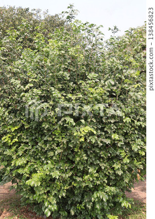 orange jasmine, Murraya paniculata, china box, cosmetic barktree, mock orange flower plant orange jasmine, Murraya paniculata, china box, cosmetic barktree, mock orange flower plant 138456823