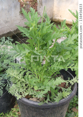 Papaver rhoeas or Common poppy flowers on farm for harvest Papaver rhoeas or Common poppy flowers on farm for harvest 138456833