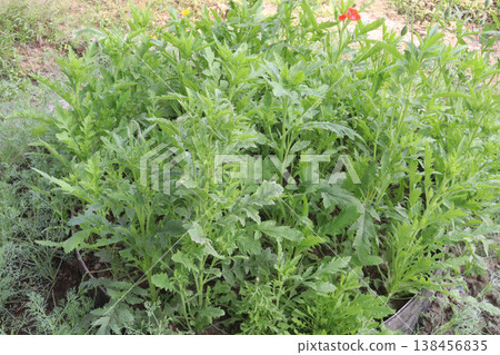 Papaver rhoeas or Common poppy flowers on farm for harvest Papaver rhoeas or Common poppy flowers on farm for harvest 138456835