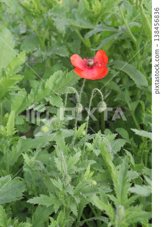 Papaver rhoeas or Common poppy flowers on farm for harvest Papaver rhoeas or Common poppy flowers on farm for harvest 138456836